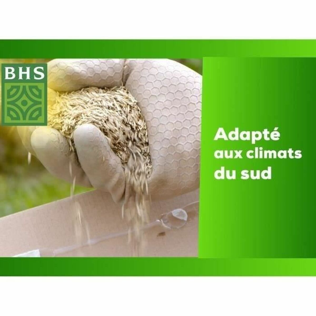Graines BHS 10 kg